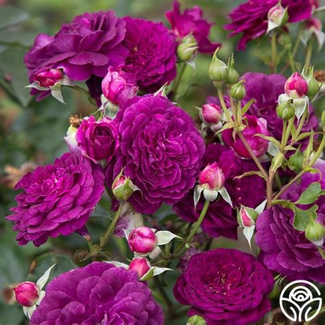 Ebb Tide Rose: Unveiling Nature's Timeless Beauty