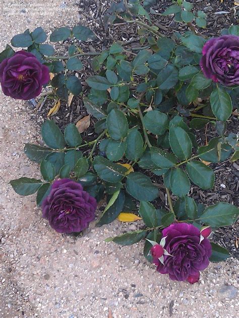 About Ebb Tide Rose Uk Viral