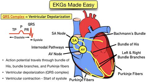 Ecg Wave Components