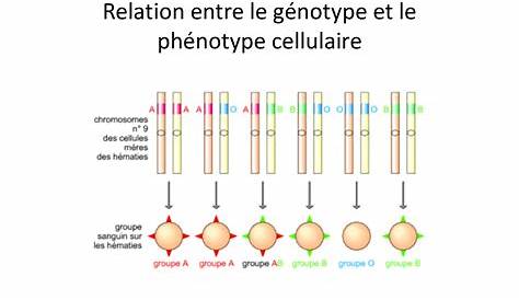 Banque De Schemas Svt Academie De Dijon Genotype Phenotype A L Echelle Moleculaire Et Cellulaire Dijon Schema Banque