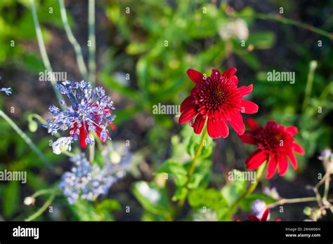 Echinacea And Garlic