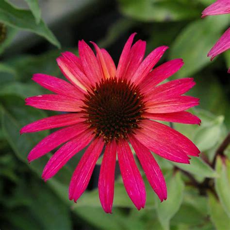 echinacea big sky solar flare