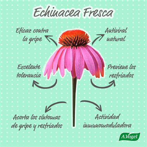 Descubre los Poderosos Beneficios de la Echinacea: Echinacea Para Que Sirve y Cómo Puede Mejorar Tu Salud