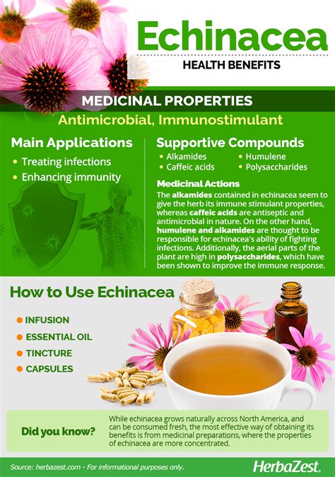 Echinacea Plant Uses