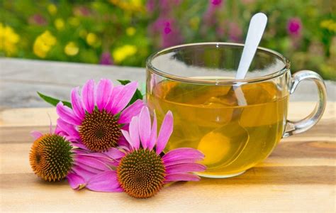 Echinacea Tea Para Que Sirve