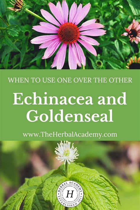 Echinacea Vs Goldenseal