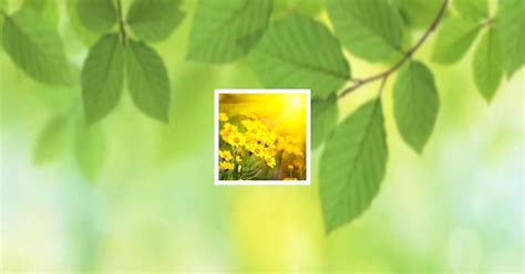 echo obit san marcos tx