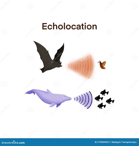 Echolocation Bats Dolphins