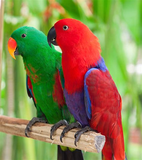 Eclectus Parrots as Pets Species Profile