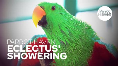 Eclectus Parrot Shower Perch