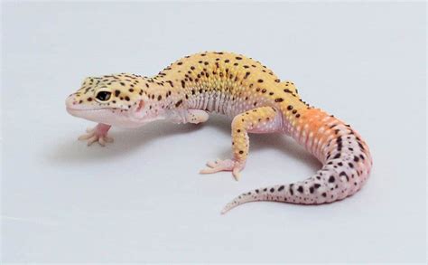 Discover 7 Insights eclipse leopard gecko for your exotic pet world
