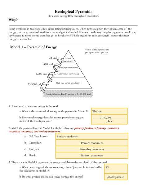 ecological pyramids pogil answer key