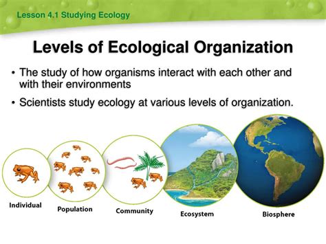 Ecology Organization Levels