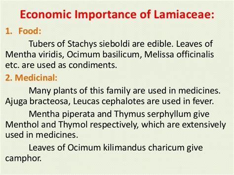 economic importance of lamiaceae