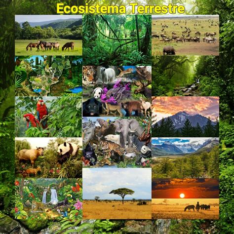 Características del ecosistema