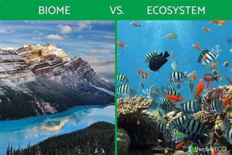 ecosystem biome