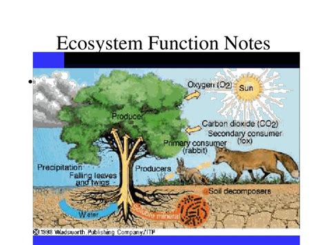 Ecosystem Function Trees