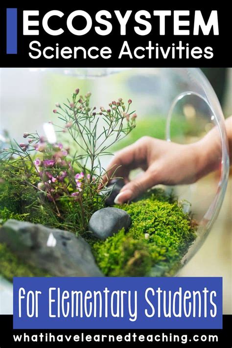 ecosystem hands on activities