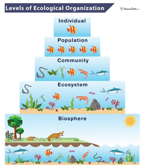 ecosystem hierarchy