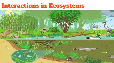 ecosystem interactions