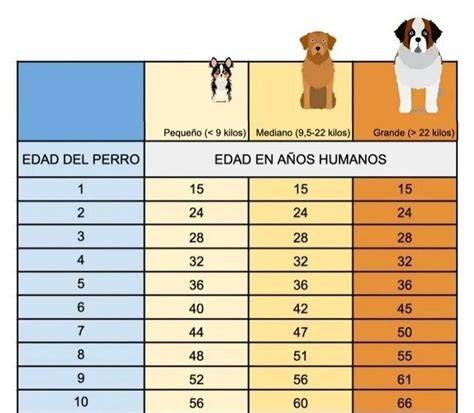 La edad de los perros en años humanos