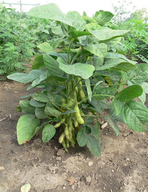 Edamame Growing Tips