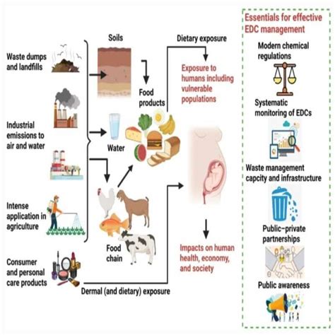 Endocrine Disrupting Chemicals EDCs Explained