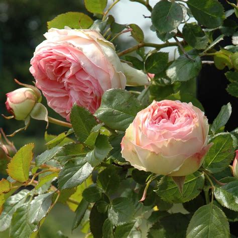 Strauchrose 'Eden Rose 85' ® Schönste Rosen & Expertenwissen