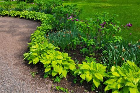 Edging Plants For Garden