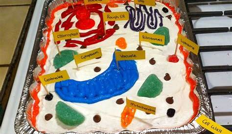 Edible Plant Cell Model Project Of A Biological Science Picture