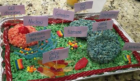 My 7th grade daughter made an edible model of a Plant Cell