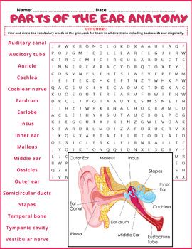 PARTS OF THE EAR Crossword WordMint