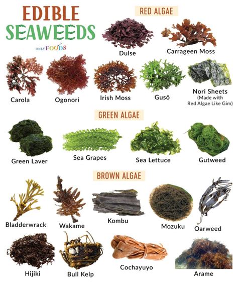Edible Seaweed Cape Cod