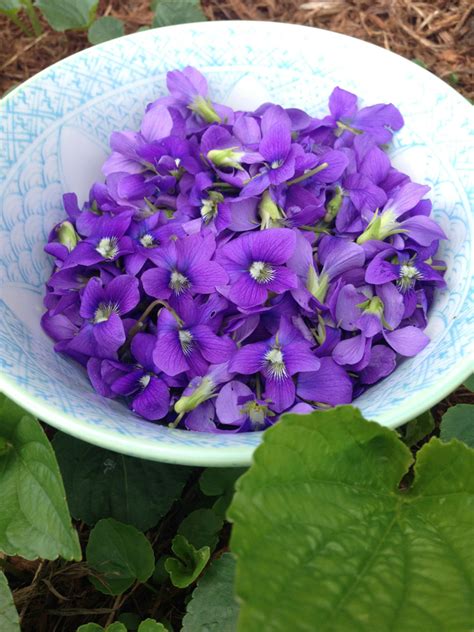 Edible Violet Plants