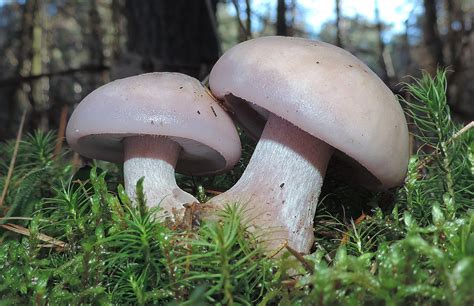 edible wild mushrooms in utah