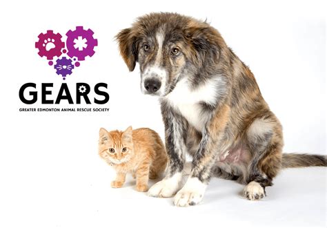 edmonton animal rescue and adoption