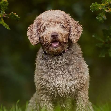 Watch Educar Perro De Agua Trending