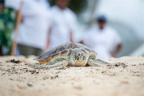 educational briefing turtle release