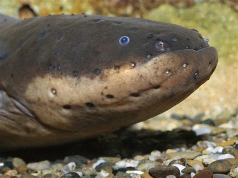 eel fish electric shock