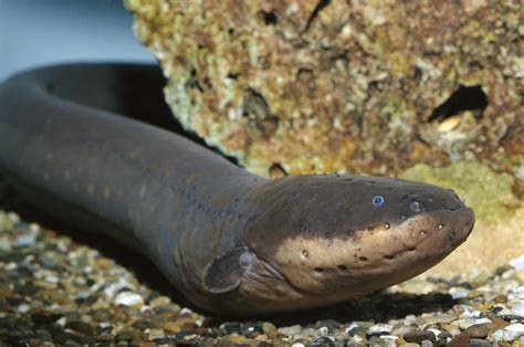 eel freshwater or saltwater