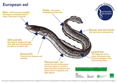 eel information for kids