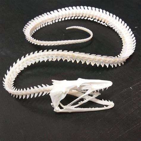 Eel Skeleton