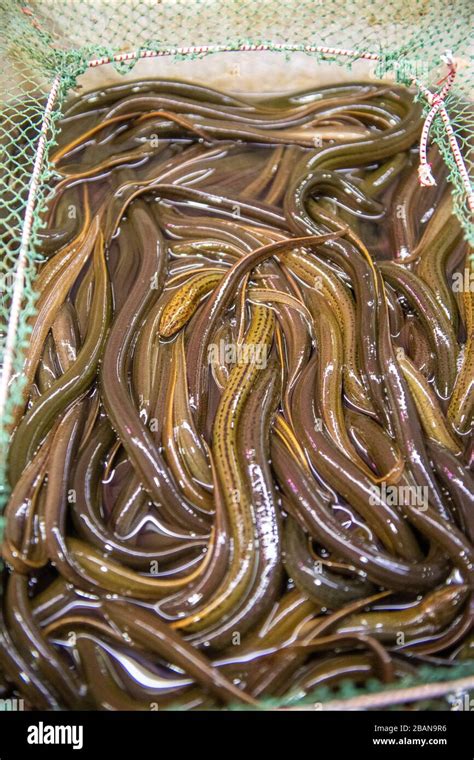 eels fish market price