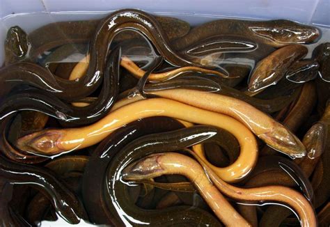 eels for sale freshwater