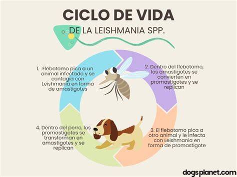 Un estudio recuerda que la leishmaniosis canina también se puede