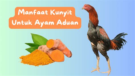 Efek Samping Kunyit Untuk Ayam Aduan