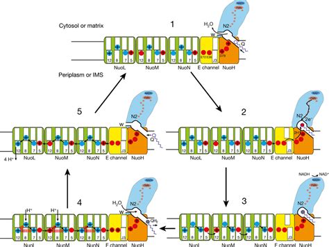 Effect Coupling Is A Measure Of