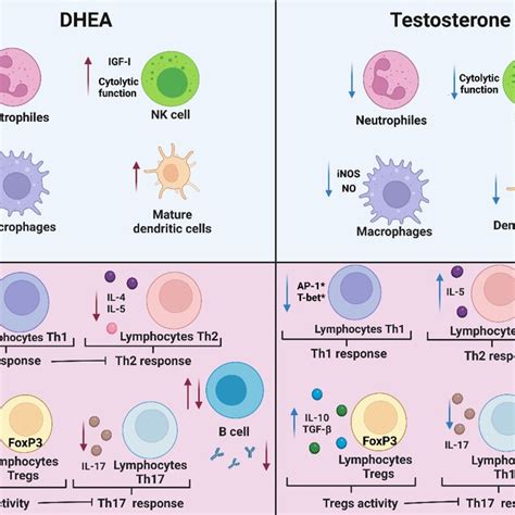 Effect Of Dhea On Testosterone