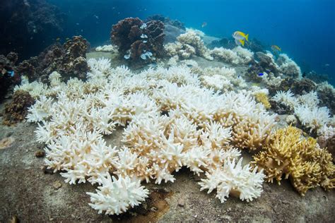 The Observer view on the destruction of the world’s great coral reefs