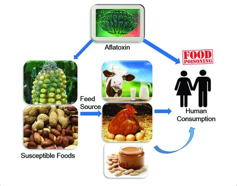 effects of aflatoxin on human health